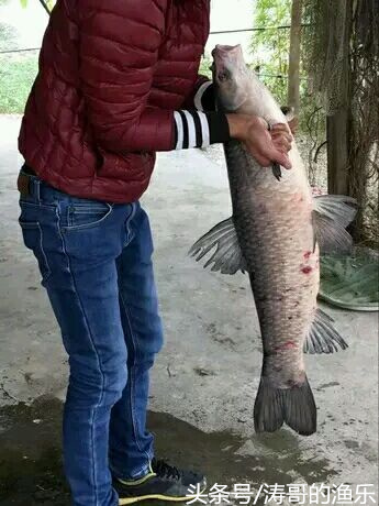 青鱼狂提饵料,青鱼狂拉视频
