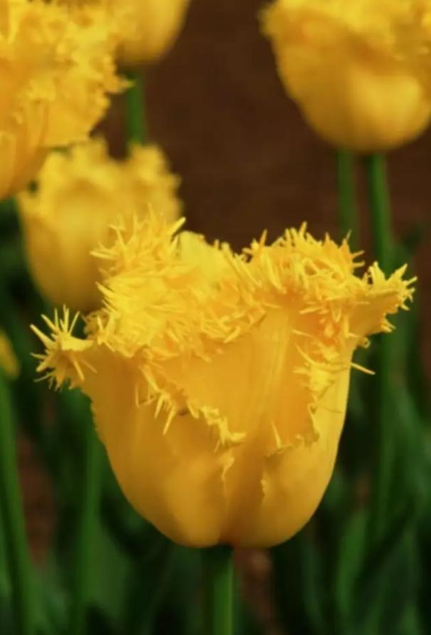 闃冲厜涓嬩簲棰滃叚鑹查儊閲戦鍥剧墖澶у叏,鏂囪壓娓呮柊鐨勯儊閲戦鍥剧墖澶у叏