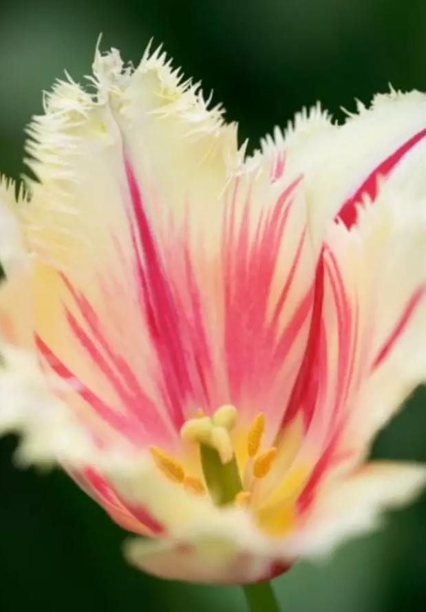 闃冲厜涓嬩簲棰滃叚鑹查儊閲戦鍥剧墖澶у叏,鏂囪壓娓呮柊鐨勯儊閲戦鍥剧墖澶у叏