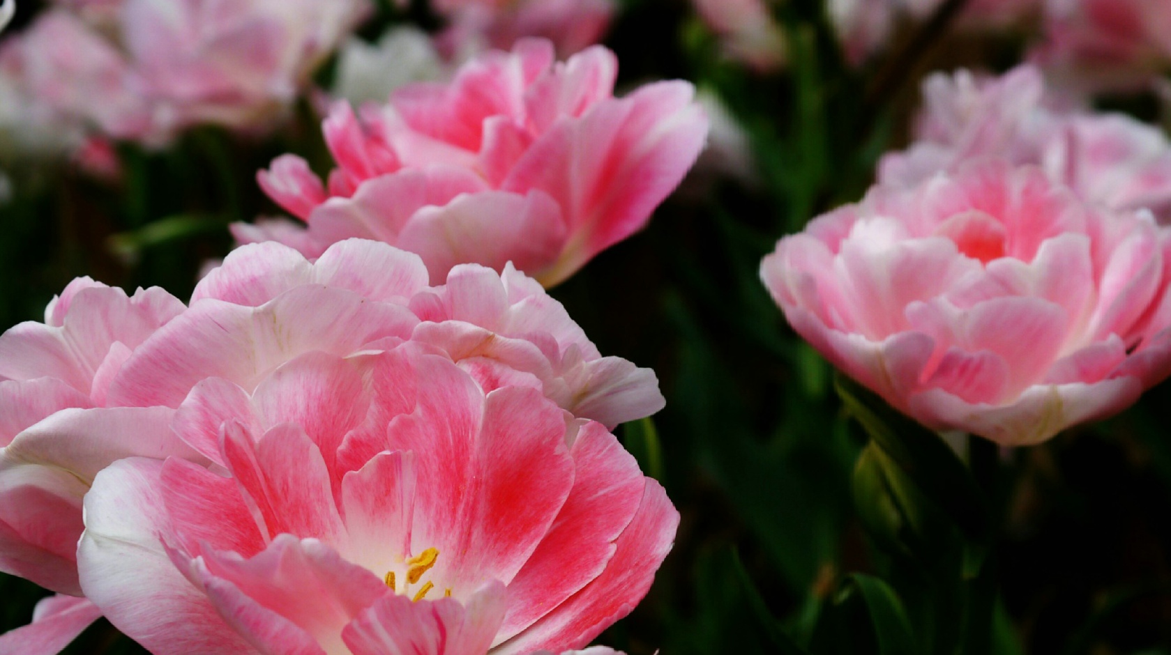 闃冲厜涓嬩簲棰滃叚鑹查儊閲戦鍥剧墖澶у叏,鏂囪壓娓呮柊鐨勯儊閲戦鍥剧墖澶у叏