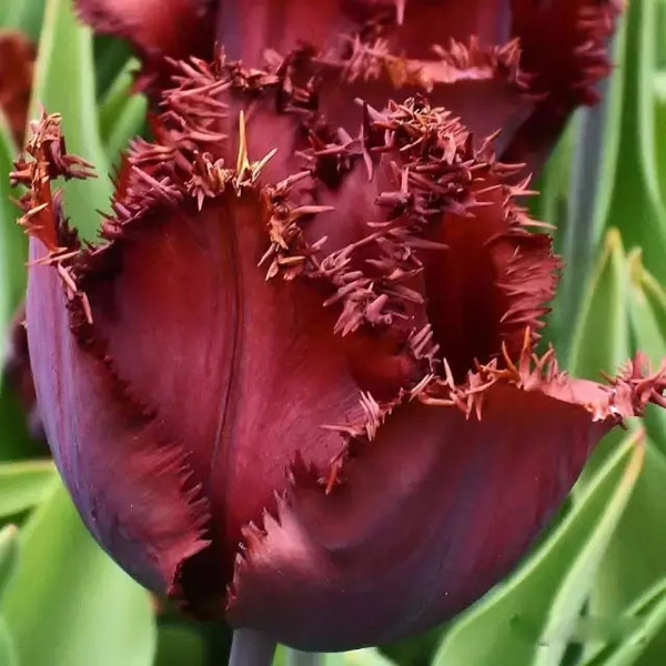 闃冲厜涓嬩簲棰滃叚鑹查儊閲戦鍥剧墖澶у叏,鏂囪壓娓呮柊鐨勯儊閲戦鍥剧墖澶у叏