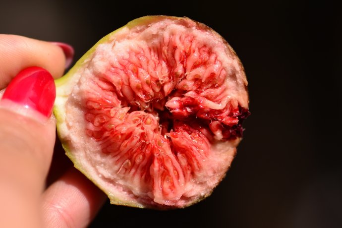 最漂亮的无花果树,高清无花果美图