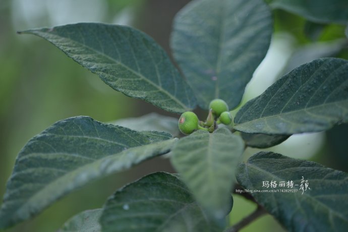 最漂亮的无花果树,高清无花果美图