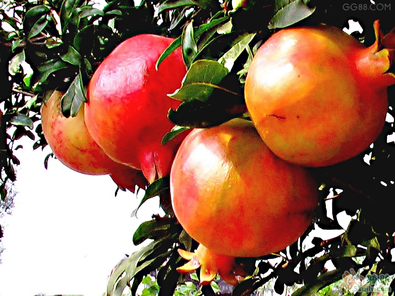 石榴中含有什么营养成分,吃石榴有什么营养和功效