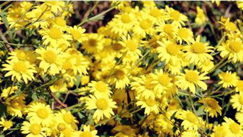 枸杞子菊花茶泡水喝的功效与禁忌,胖大海罗汉果菊花茶的功效与作用