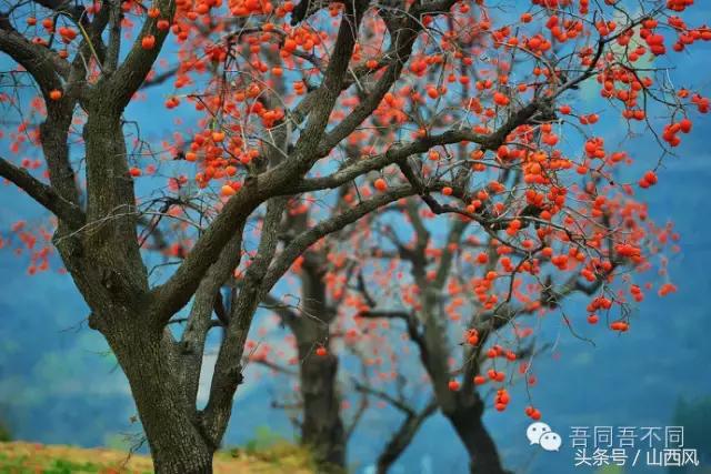 柿子冷落寒风里——稷山游子在深情回望