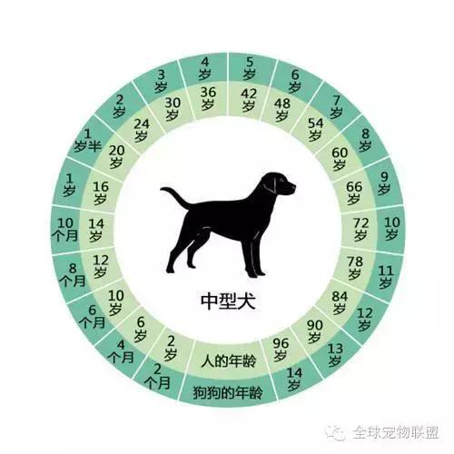 想知道你的狗换算成人的年龄有多大了吗?
