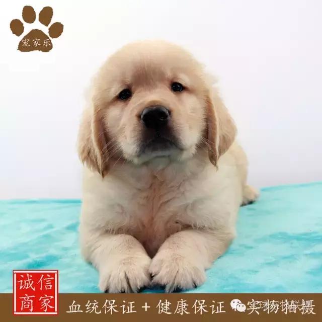 想知道你的狗换算成人的年龄有多大了吗?