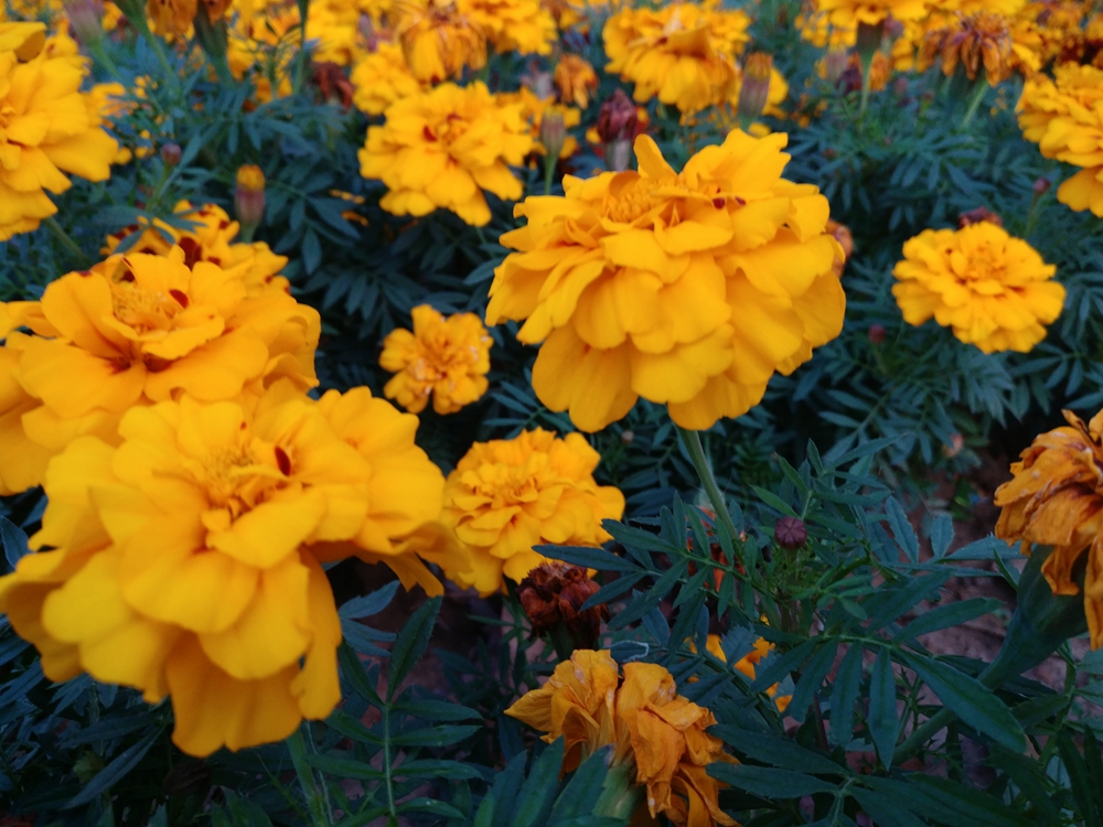 乐视乐pro3双摄ai版手机,乐pro3和乐视2哪个好