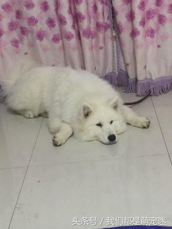 萨摩为什么老是伸舌,萨摩吃猫粮