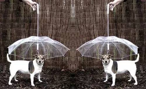 养宠物的正确方法和注意事项,养宠物的最佳方法和注意事项