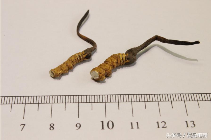 冬虫夏草到底是草还是虫,冬虫夏草是虫还是草