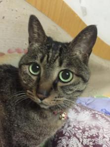 贴心小棉袄屋米的故事（2）——我不承认我无脑过