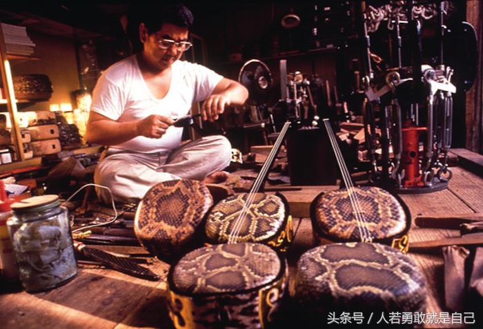 日本创意乐器,为什么乐器都用蛇皮做