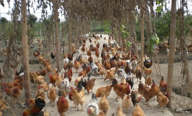 养鸡技术及销路,养鸡技术和销路