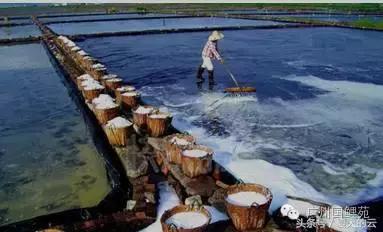 那些你不知道的副业,那些你不知道的观赏鱼