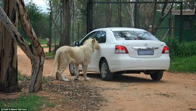 狮子动物园咬人事件,日本动物园发生的狮虎斗