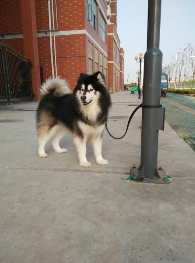 男子饲养了8年的狗狗,男子喂养七年的宠物狗