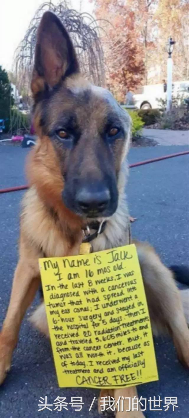 德牧患癌,德牧肿瘤怎么治疗