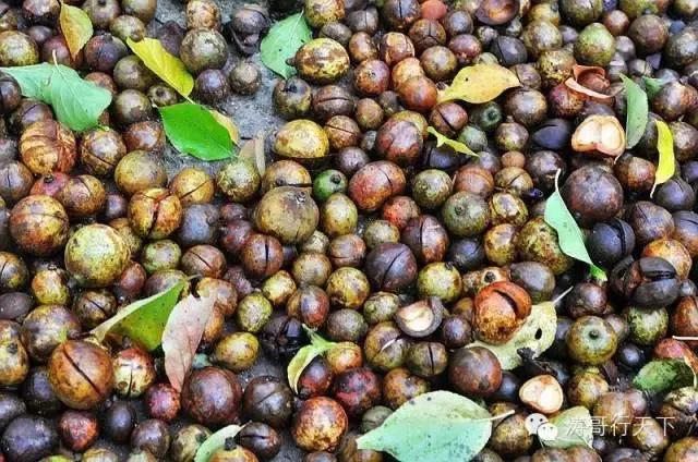 一家四口亚欧自驾游,一家四口全球旅游