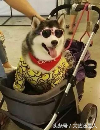 三只狗组成的麻将铁三角