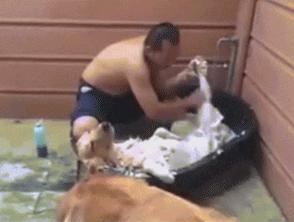 三只狗组成的麻将铁三角