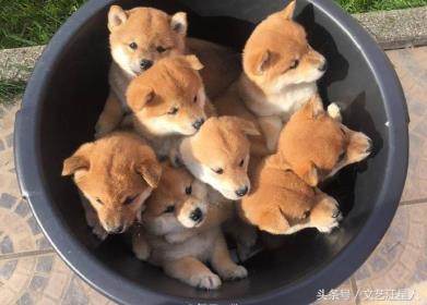 三只狗组成的麻将铁三角