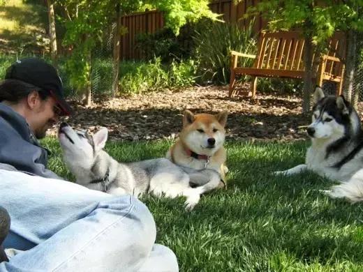 哈士奇犬的缺点和优点秒懂,哈士奇是狗界最出名的犬种吗