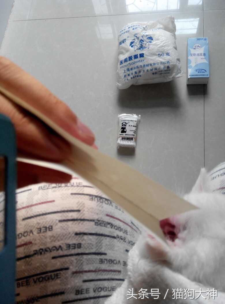 绝对干货，兽医院要失业了，教你只需几块钱，轻松清理干净猫耳朵