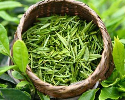 湿疹:皮肤瘙痒还难看,疗效茶方去烦忧