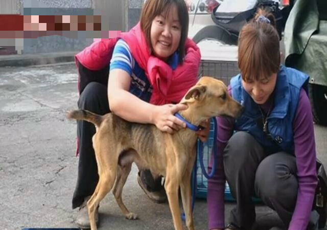 母狗被铁链锁喉，奶水不足，3只小狗活活饿死！