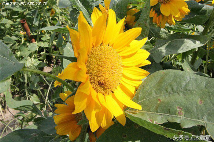 遇到小心眼的领导,小心眼的领导什么表现