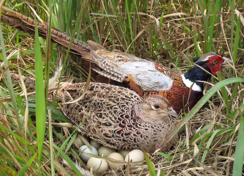 小时候在农村吃过的东西,小时候农村孩子吃的东西