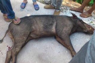 小时候在农村吃过的东西,小时候农村孩子吃的东西