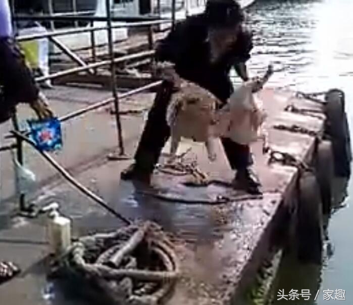 狗狗用洗衣粉洗澡,用洗衣粉给狗狗洗澡