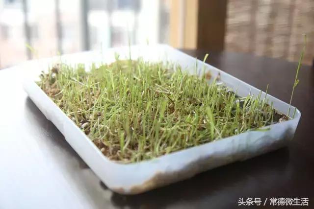 友阿“惠”吃大行动丨这家常德最慢的饮品店,你Get到了吗?