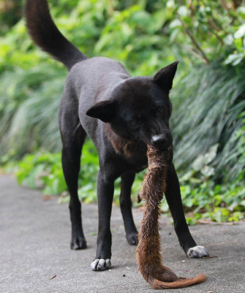 养土鸡防黄鼠狼有绝招,养土鸡一般要防哪些病