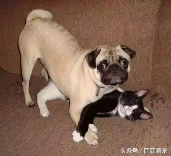 炖狗肉蘸什么料好吃,炖狗肉怎么炖好吃