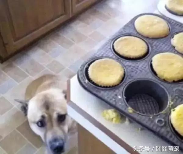 炖狗肉蘸什么料好吃,炖狗肉怎么炖好吃