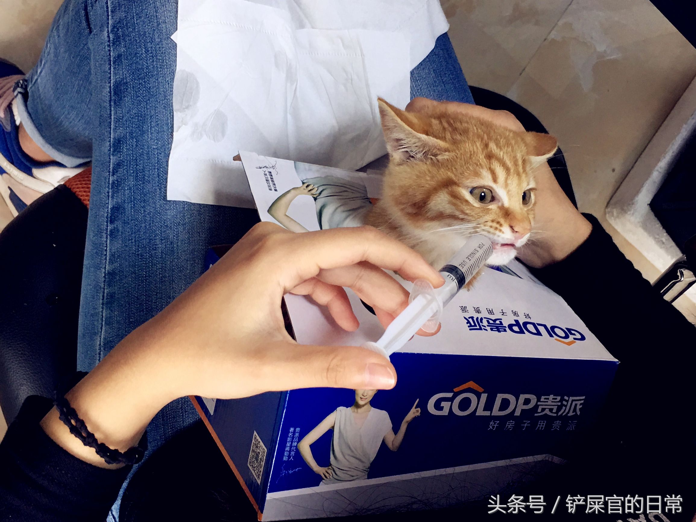 猫瘟喂药好的可能性大吗,猫瘟治疗后的小猫怎么喂食