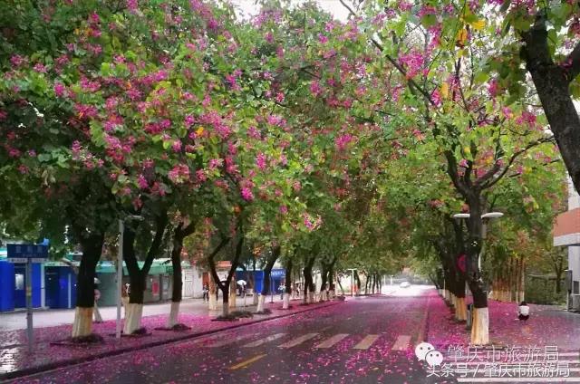 西大下了一场雨，美翻了整个肇庆！