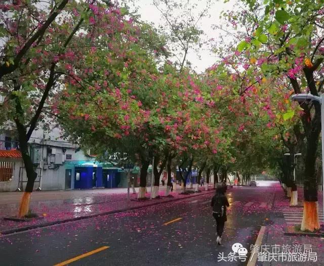 西大下了一场雨，美翻了整个肇庆！