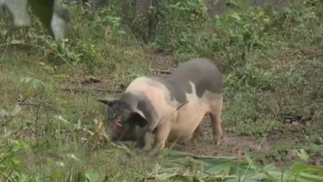 民间传说不杀五指猪,民间故事五指猪图片