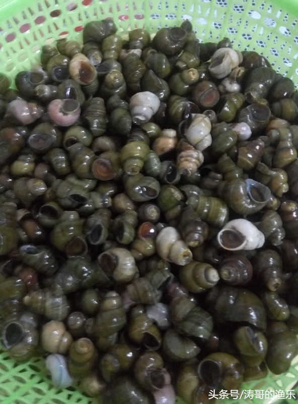 青鱼狂提饵料,青鱼狂拉视频