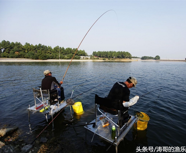 青鱼狂提饵料,青鱼狂拉视频