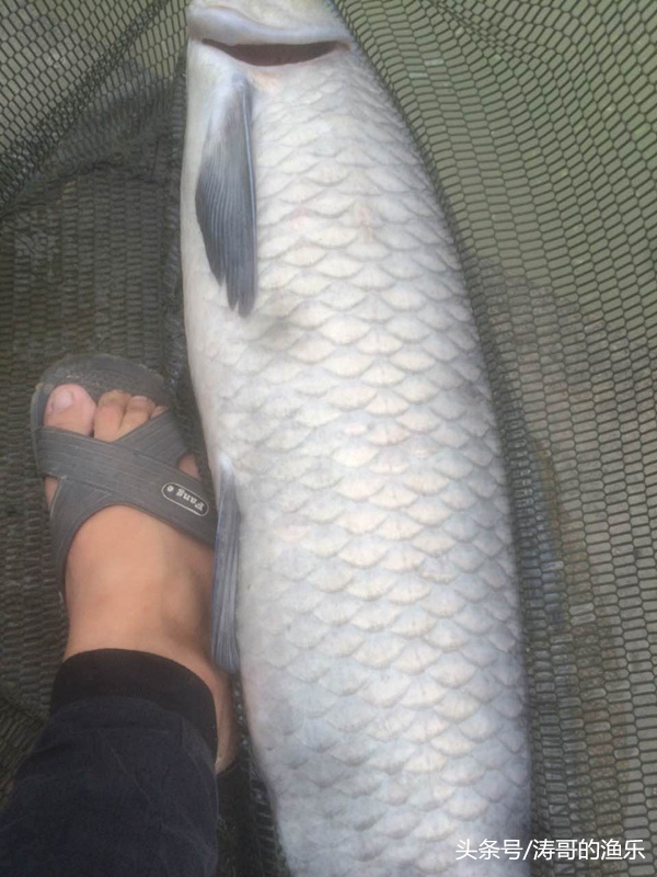 青鱼狂提饵料,青鱼狂拉视频
