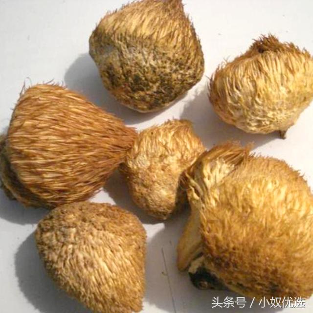 猴头菇推荐店铺,猴头菇的选购