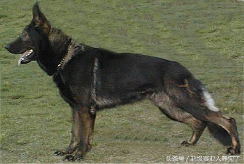 中国牧羊犬俱乐部成立,中国德国牧羊犬俱乐部犬舍