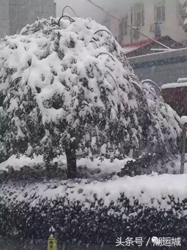 运城雪景有多美,山西省运城市第一场雪