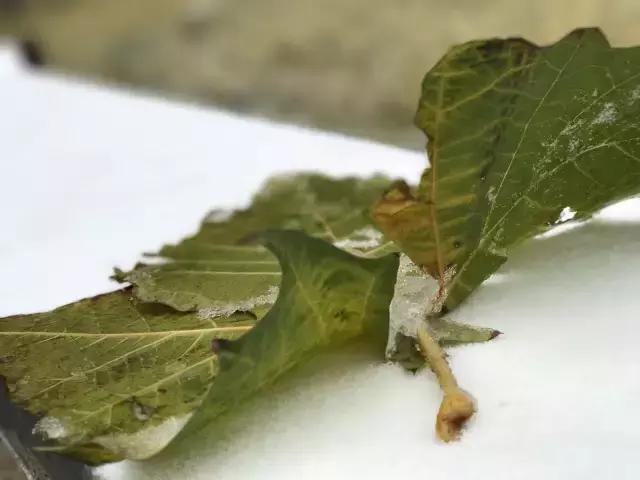 北洋园初雪,北洋初雪